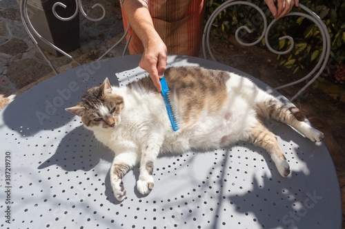Fotografía To comb the hair of a cat in a garden