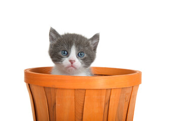 Wall Mural - Close up of a grey and white kitten peaking out of an orange wooden basket looking directly at viewer, isolated on white.