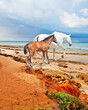 Andalusian colt with mom at the sea coastline. Spain