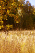 Grass Field and Autumn Forest