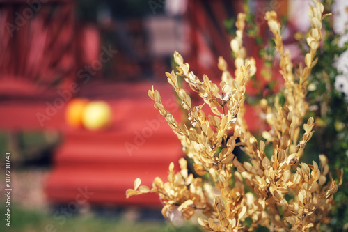 Fotografía A faded shrubbery against a autumn background