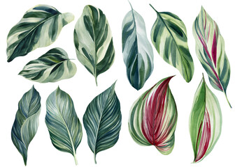 Set of green tropical leaves on white background, watercolor illustration, jungle design