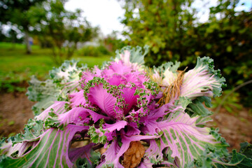 Decorative cabbage on the garden bed.