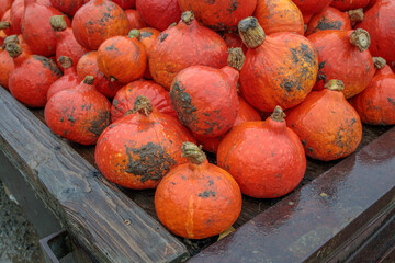 harvest wagon filled with pumpkins at a pumpkin patch in fall. autumn harvesting nature concept.