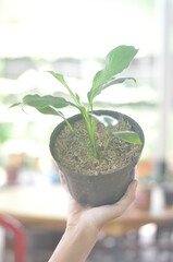 Beautifull Anthurium Lily Peace In A Black Pot Stands On Holding Right Hand On A Blurred  Background.