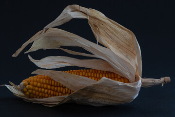 Beautiful decorative yellow ripe corn on black background