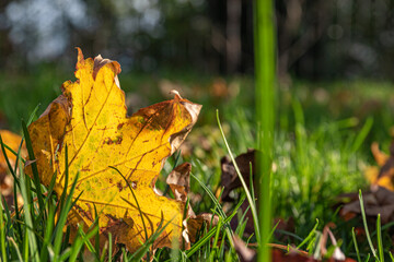 Yellow leaf in grass left of frame 