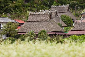 Poster - ソバの花と茅葺き屋根の家