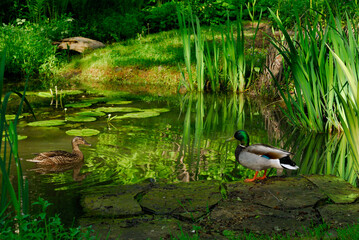 male and female mallard ducks in a pond