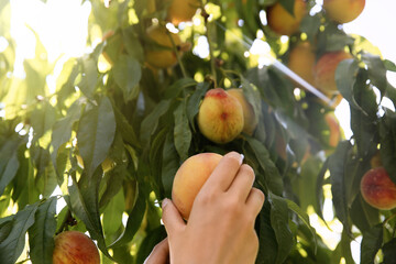 Woman picking ripe peach from tree outdoors, closeup