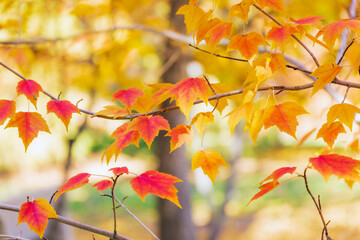 Poster - Autumn leaves background, multi colored leaves 