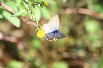 Sticker - Butterfly sucking nectar / Autumn natural background material