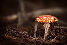 Fly Agaric Free Stock Photo - Public Domain Pictures
