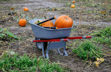 harvest wagon filled with pumpkins at a pumpkin patch in fall. autumn harvesting nature concept.