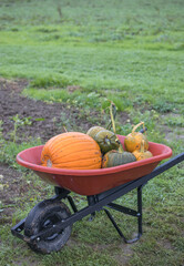 harvest wagon filled with pumpkins at a pumpkin patch in fall. autumn harvesting nature concept.