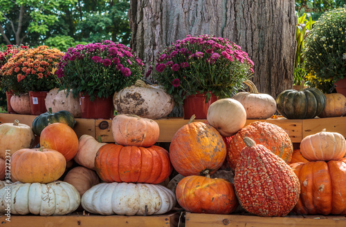 Fotomural pumpkins and gourds on outdoor display