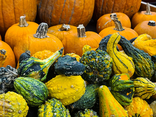 Cuadros en Lienzo Colorful gourds with pumpkins in October