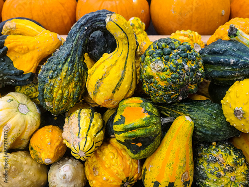 Fotomural Colorful gourds with pumpkins in October