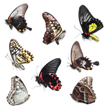 Collage Of Beautiful Tropical Butterflies On White Background