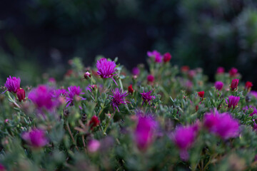 Wall Mural - Purple flowers with green leaves and a dark background