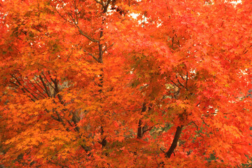 Poster - 秋の彩り紅葉するモミジの葉