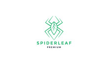 Spider Leaf Plant Green   Line Art  Logo Icon Vector Illustration Design