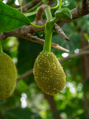 Wall Mural - Close up Raw jackfruit on tree.