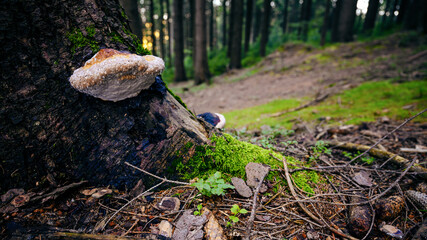 Sticker - Chorosh mushroom growing on a tree trunk with water drops.