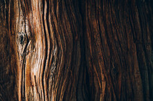 Tree Bark Texture Close Up, Natural Background