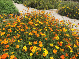 Wall Mural - Beautiful Yellow Cosmos (Cosmos sulphureus) flower bed blooming in the garden on a sunny autumn day. 