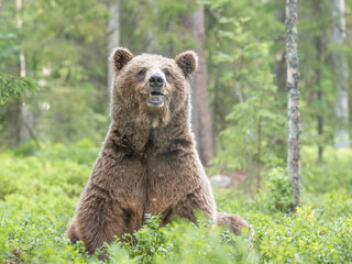 Wall Mural - old male brown bear sitting on his rear end in in boreal forest, finland