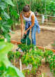 © JackF - Woman watering peppers seedlings with watering pot in sunny greenhouse