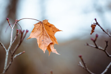 Wall Mural - Autumn leaf alone on a branch-autumn background