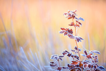 Wall Mural - Branches of a shrub with yellow leaves covered with crystals of frost on a natural background of dry grass. Soft selective focus. A fresh frosty morning in late autumn or the first days of winter.