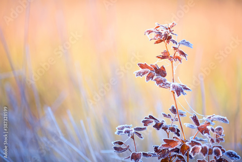 Fotografía Branches of a shrub with yellow leaves covered with crystals of frost on a natural background of dry grass