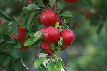 Sticker - 
apple and apple orchards, Amasya Apple