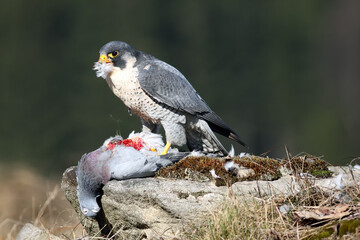 Poster - The peregrine falcon (Falco peregrinus), also known as the peregrine sitting on a stone with prey in the claws. Falcon with a caught pigeon, feeding on his chest.