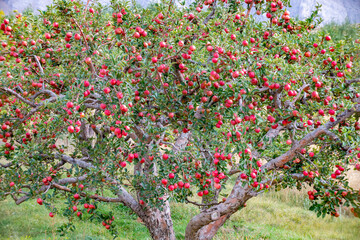 Sticker - 
apple and apple orchards, Amasya Apple