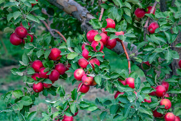 Sticker - 
apple and apple orchards, Amasya Apple