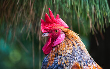 Close-up Portrait Of A Colorful Rooster With Bright Red Crest And Wattle