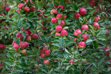 Sticker - 
apple and apple orchards, Amasya Apple