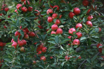 Sticker - 
apple and apple orchards, Amasya Apple