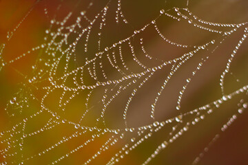  Spider web with water droplets. A photo with a shallow depth of field. Natural background.