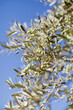 © aprilante - Green olive tree branches outdoor