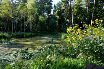 Wall Mural - A view of a small lake covered with moss or a swamp flowing through a dense forest or moor with one of its coasts completely covered with flowers, herbs and other shrubs seen in Poland