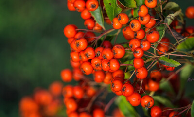 Canvas Print - Bright yellow autumn berries of a pyracantha bush. Garden plant