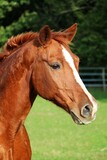 Fototapeta Konie - beautiful brown horse head portrait on the paddock
