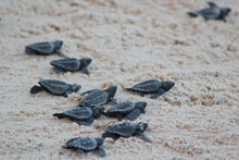 Group Of Baby Turtles At The Beach.