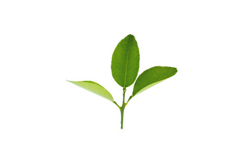 Wall Mural - Lemon leaves isolated on a white background. Clipping path