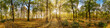 Beautiful autumn forest or park hdri panorama with bright sun shining through the trees. scenic landscape with pleasant warm sunshine